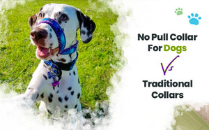 A No Pull Collar For Dogs Vs Traditional Collars