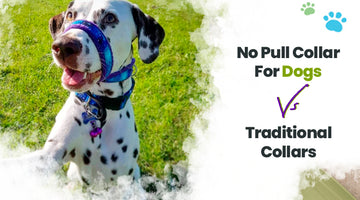 A No Pull Collar For Dogs Vs Traditional Collars