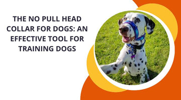 The No Pull Head Collar For Dogs: An Effective Tool for Training Dogs