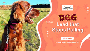 How to train your dog to use a dog lead that stops pulling