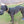 Load image into Gallery viewer, Made to Measure Body Harness - CURRENTLY ON HOLD TO KEEP WAITING TIME DOWN - Orders to re-open on 20/10/25 PLEASE PROVIDE YOUR DOG'S MEASUREMENTS (see measuring guide in description below)