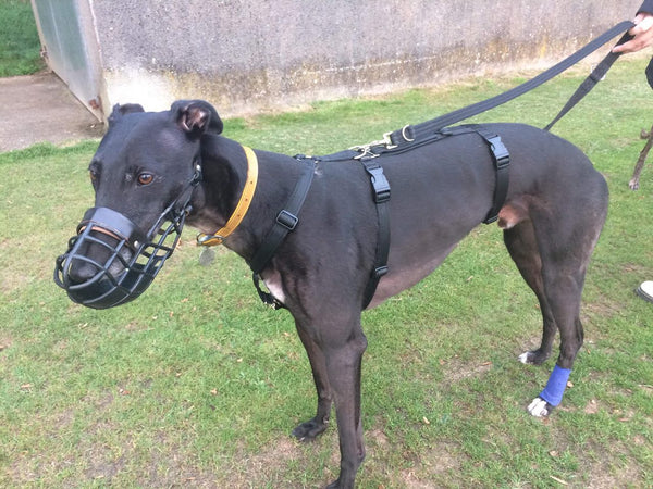 Arnés corporal (hecho a medida; consulte la guía de medición)