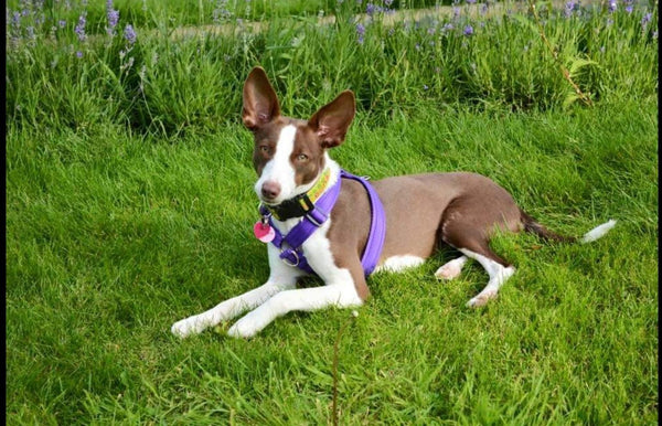 Arnés corporal (hecho a medida; consulte la guía de medición)