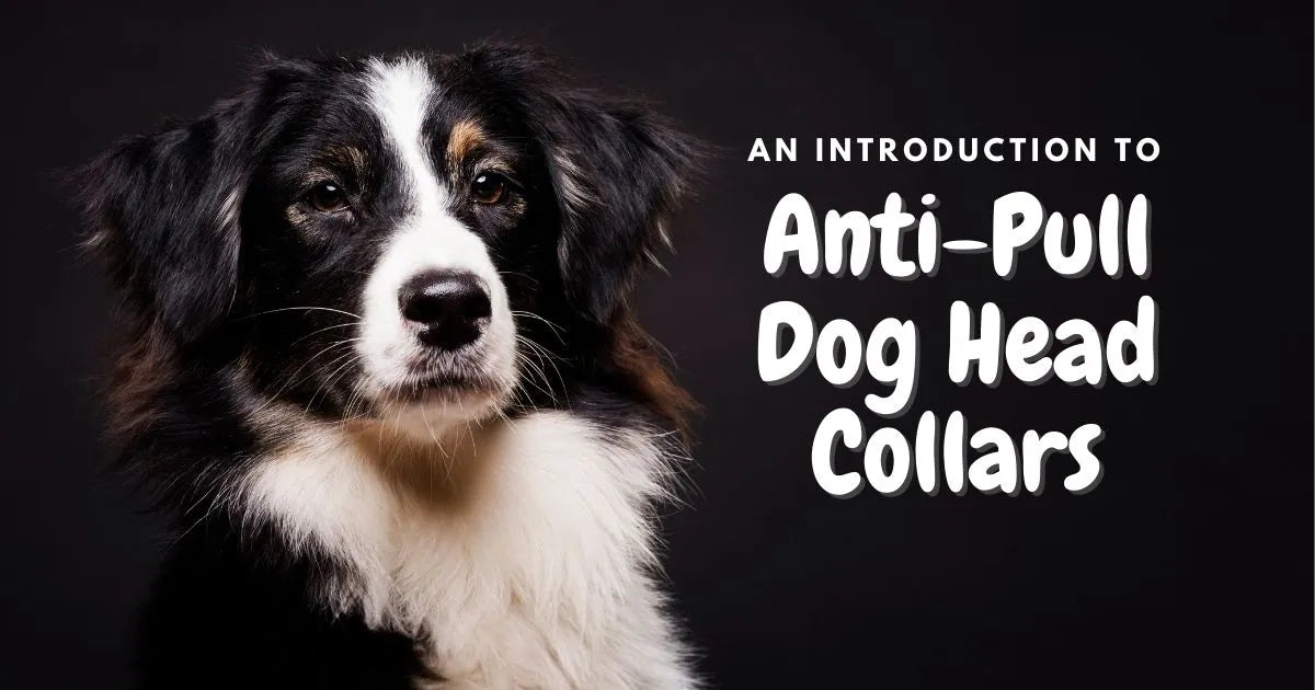 An Introduction to Anti Pull Dog Head Collars 2Posh2Pull