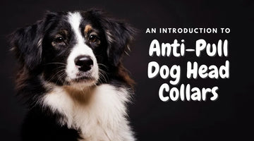 An Introduction to Anti-Pull Dog Head Collars: How They Work and Why They're Effective