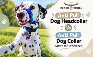 Anti Pull Dog Headcollar Vs Anti Pull Dog Collar: What’s the Difference?