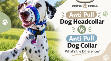 Anti Pull Dog Headcollar Vs Anti Pull Dog Collar: What’s the Difference?