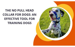 The No Pull Head Collar For Dogs: An Effective Tool for Training Dogs