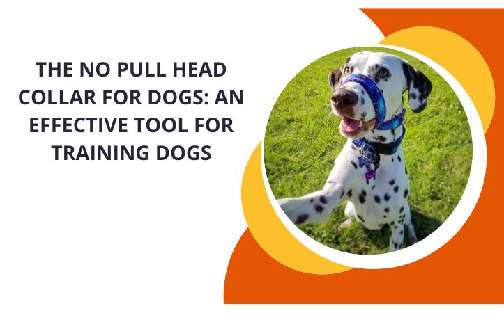 The No Pull Head Collar For Dogs An Effective Tool for Training Dogs 2Posh2Pull