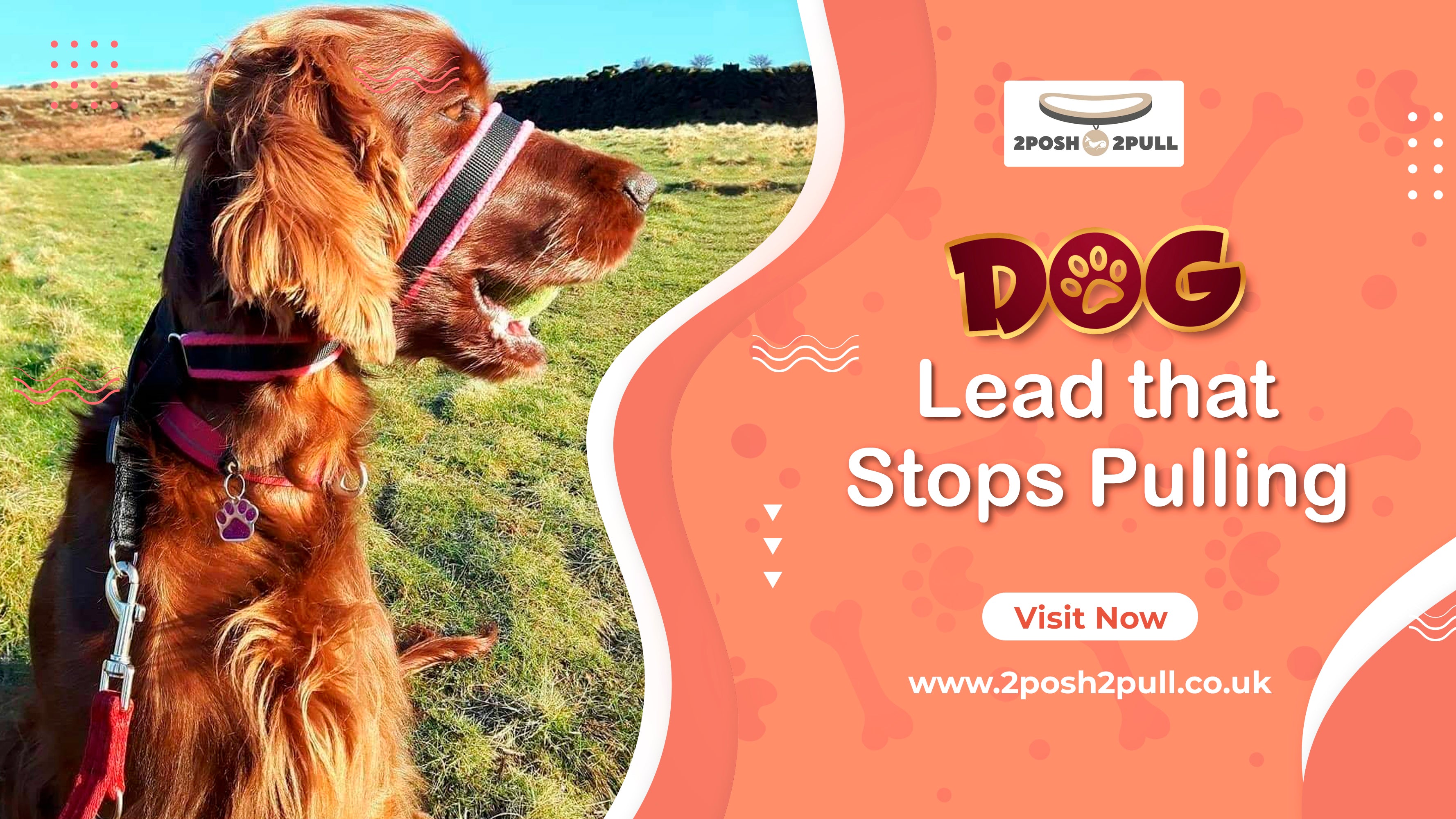 How to train your dog to use a dog lead that stops pulling 2Posh2Pull