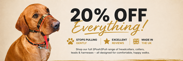 Summer Sale — 20% Off Everything