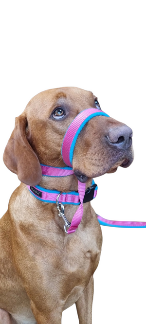 Colour 2Posh2Pull™ Collection