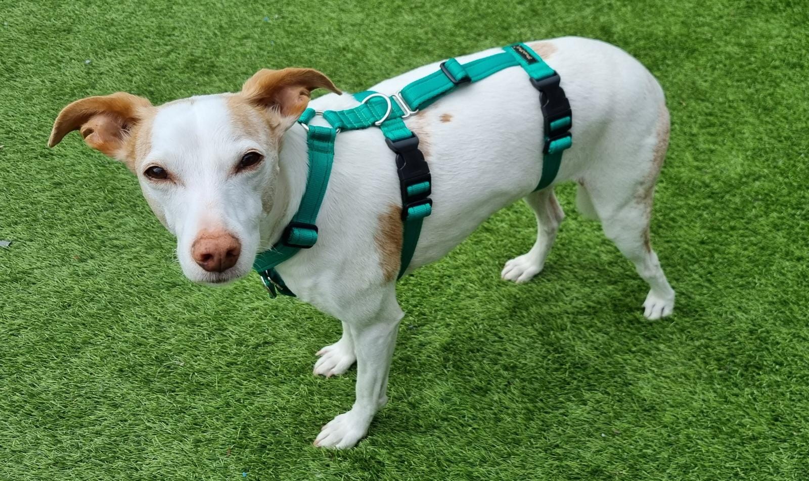 Dog Body Harness 2Posh2Pull